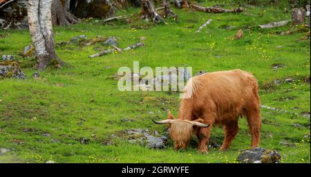 Les vaches de bovins des Highlands se broutent lors D'Un pré d'été. Scottish Cattle Breed Walking in Meadow en été Banque D'Images