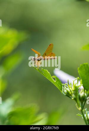 Flame Skimmer ou Firecracker Skimmer Dragonfly connu sous le nom scientifique Libellula saturata perché sur une feuille d'Althea. Wichita, Kansas, États-Unis. Banque D'Images