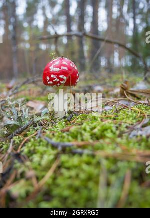 Trouvez dans la forêt d'automne. Belle mouche agaric (Amanita muscaria) sont trouvés en septembre Banque D'Images