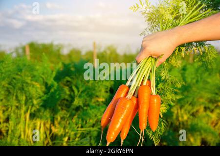 Carottes fraîches fraîchement cueillies dans les mains d'un fermier sur le terrain. Légumes biologiques récoltés. Agriculture et agriculture. Travail saisonnier. Sélectif FO Banque D'Images