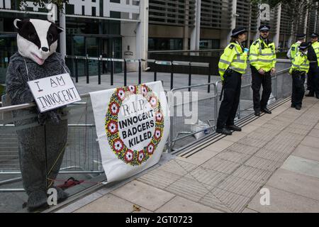 Londres, Royaume-Uni. 26 août 2021. Un militant des droits des animaux vêtu d'un blaireau proteste devant le Home Office et DEFRA contre l'abattage des blaireaux. Plus de 100,000 blaireaux ont été tués dans des taureaux qui s'étendent de Cornwall et Cumbria depuis 2013 dans le but de réduire les infections de tuberculose bovine (BTB) chez le bétail, mais la vaccination remplacera ces taureaux, qui ne seront plus autorisés en Angleterre, à compter de 2022. Crédit : Mark Kerrison/Alamy Live News Banque D'Images