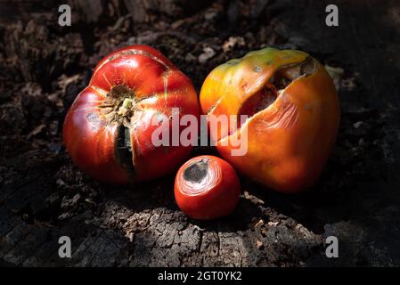 Tomates craquelées et avariées mauvaise récolte – tomate rouge, pourriture, maladie, sécheresse ... Banque D'Images