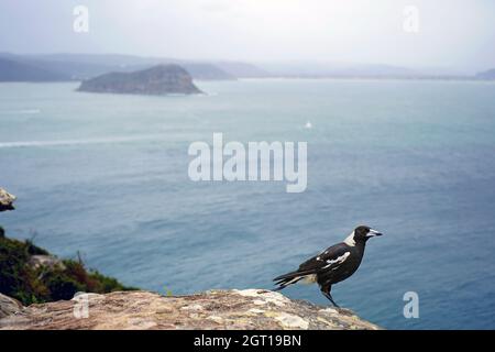 Un magpie australien à Barrenjoey promontoire avec l'océan pacifique en arrière-plan. Banque D'Images