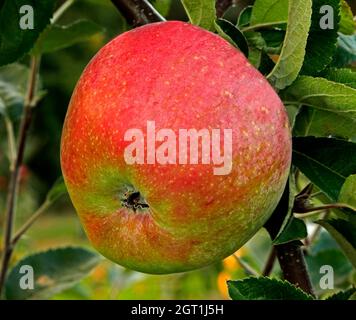 Pomme 'marley's seedling', malus domestica, variété nommée malus domestica, pommes, poussant sur l'arbre, fruit Banque D'Images