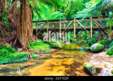 Sentier pédestre avec pont traversant St Columba Falls creek d'eau douce au fond de la forêt tropicale de Tasmanie, en Australie. Banque D'Images