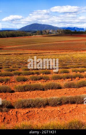 Des rangées de plantes de brousse de lavande sur le sol rouge de l'Outback australien dans la ferme de lavande de Tasmanie. Banque D'Images