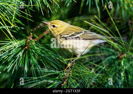 Paruline de Blackpoll pendant la migration d'automne Banque D'Images