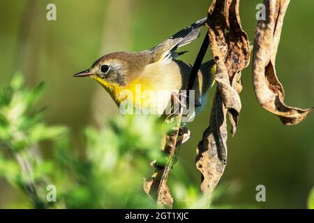 Paruline mâle de première année commune à gorge jaune pendant la migration d'automne Banque D'Images