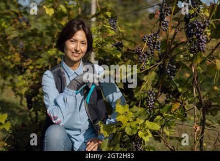 Femme cueillant du raisin mûr Banque D'Images