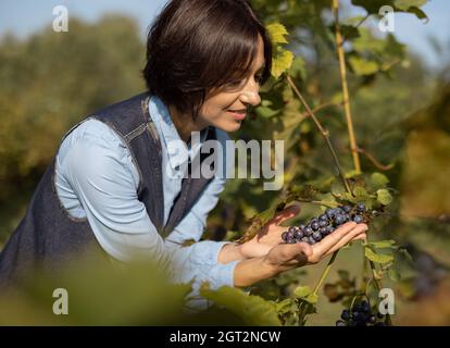 Femme vérifiant le mûrissement du raisin Banque D'Images