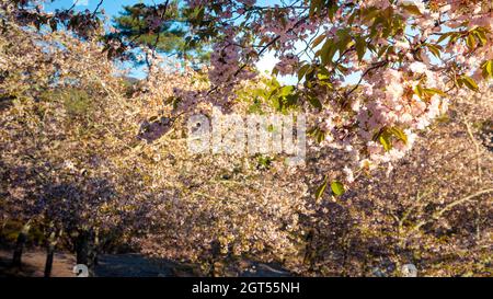 De magnifiques cerisiers roses fleurissent une scène de nature extravagante. Paysage printanier de la campagne japonaise avec la branche étonnante de sakura Blossoms au parc Banque D'Images