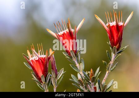 Diable australien de montagne ou fleur de miel Banque D'Images