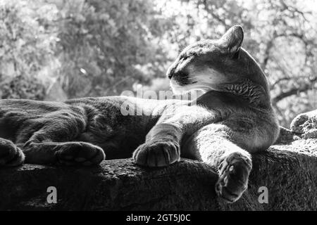 Photo en noir et blanc d'un grand lion de montagne de chat sauvage, couché sur des rochers Banque D'Images