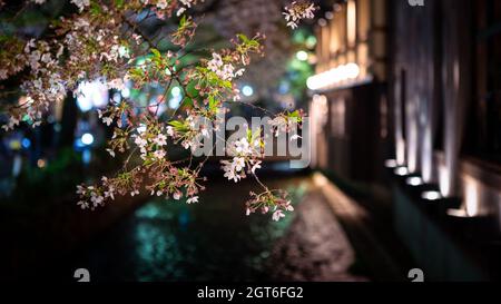 Les magnifiques cerisiers en fleurs sakura illuminés s'arborent sur la rivière Takase le soir de Kyoto. Paysages printaniers de cerises japonaises étonnantes branche a Banque D'Images