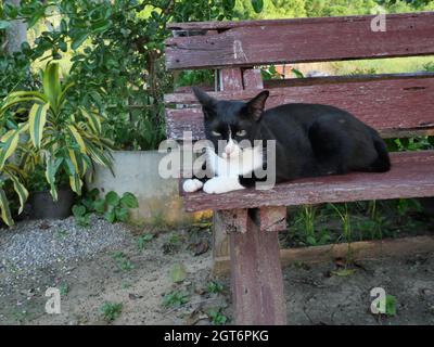 Chat noir et de couleur plus blanche, cerché sur banc en bois rouge avec fond vert naturel, yeux jaunes du chaton Banque D'Images