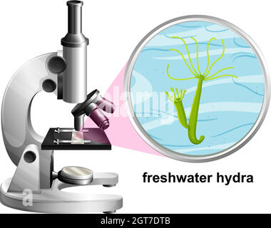 Microscope avec structure anatomique de l'Hydra d'eau douce sur fond blanc Illustration de Vecteur