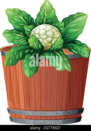 chou-fleur dans un grand pot Illustration de Vecteur