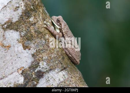 Grenouille d'arbre veiné, Porto Jofrè, pantanal, MT, Brésil, Octobre 2021 Banque D'Images