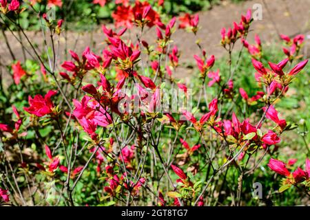 Bush de délicates fleurs rouges vives d'azalée ou de Rhododendron plante dans un jardin japonais ensoleillé de printemps, beau fond floral extérieur photographié Banque D'Images