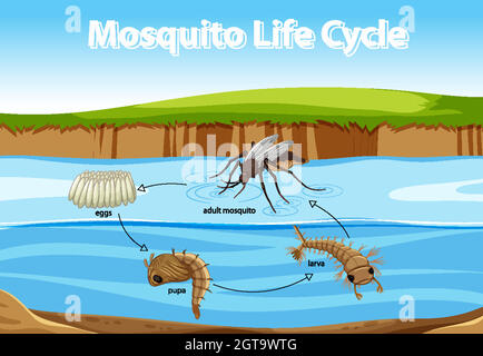 Schéma montrant le cycle de vie des moustiques Illustration de Vecteur