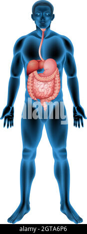 Système digestif humain Illustration de Vecteur