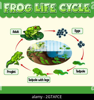 Schéma montrant le cycle de vie de la grenouille Illustration de Vecteur