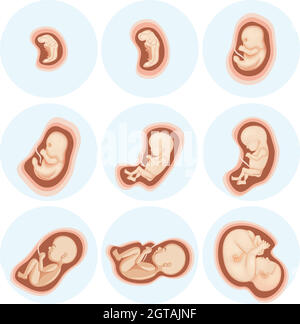 Un ensemble de développement embryonnaire Illustration de Vecteur