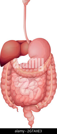 Système digestif humain Illustration de Vecteur