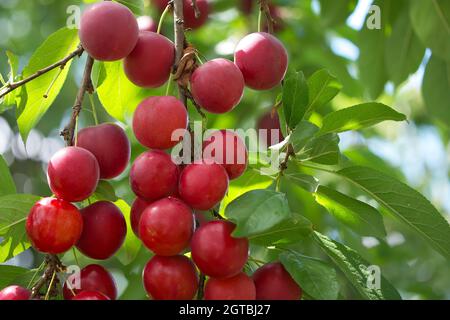 Beaucoup de prunes mûres de cerise rouge sur une branche d'arbre. Une bonne récolte de fruits. Banque D'Images