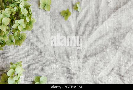Flatlay d'hortensia vert sur fond textile gris. Concept minimal. Flat lay, vue de dessus, espace de copie. Banque D'Images