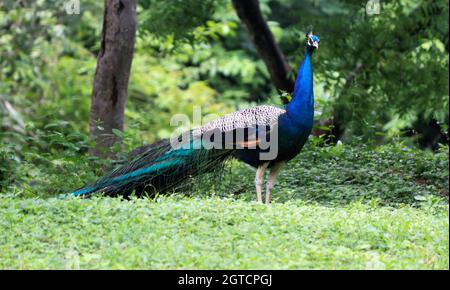 Le magnifique Peacock bleu dans le sol verdâtre Banque D'Images