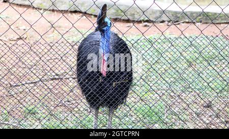 Oiseau de Cassowary un maillage à l'intérieur Banque D'Images