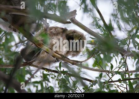 Scène de la faune avec un joli petit hibou à longues oreilles sur fond de feuilles vertes Banque D'Images