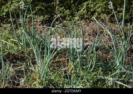 Image du champ oignon vert (poireau blanc). Les oignons sont cultivés dans le jardin agricole. Lignes sur le champ. Paysage agricole de la plantation d'oignons. GRE Banque D'Images