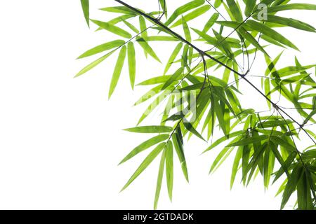 Close-up of Leaves Against White Background