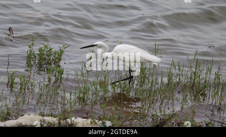 Les belles vagues d'eau qui coule dans le lac dans lequel l'une des grues blanches debout Banque D'Images