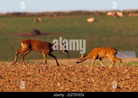 ROE DEER (Capranolus capranolus) mâle (buck) et femelle (doe) dans le comportement en cour, Royaume-Uni. Banque D'Images