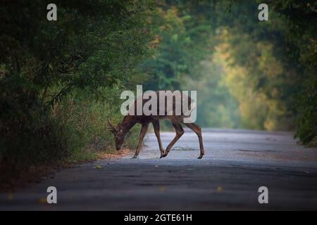 Scène sauvage de sika unique ou de cerf tacheté (Cervus nippon) dans l'habitat naturel Banque D'Images