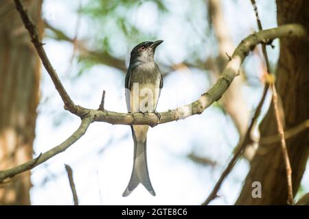 Un Drongo à ventre blanc sur sa perche au sanctuaire de la vie sauvage de Todgarh Raoli dans les collines d'Aravalli du Rajatshan, en Inde Banque D'Images