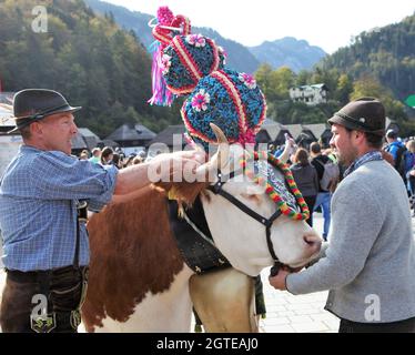 Konigsssee, Allemagne. 02 octobre 2021. 02 octobre 2021, Bavière, Schönau am Königssee : une vache décorée de rubans, de couronnes et de cloches est préparée pour sa traversée du Königssee. Sur les bateaux, des vaches ont été ramenés à la maison du pâturage alpestre à Königssee après l'été. Samedi, les animaux du Saletalm ont traversé l'eau sur des barges par temps frais et ensoleillé en automne. Photo: Kilian Pfeiffer/dpa crédit: dpa Picture Alliance/Alay Live News Banque D'Images