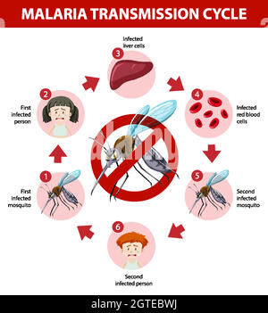 Infographie sur le cycle de transmission du paludisme Illustration de Vecteur