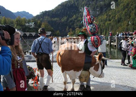 Konigsssee, Allemagne. 02 octobre 2021. 02 octobre 2021, Bavière, Schönau am Königssee : une vache décorée de rubans, de couronnes et d'une cloche attend son passage à travers le Königssee. Sur les bateaux, des vaches ont été ramenés à la maison du pâturage alpestre à Königssee après l'été. Les animaux du Saletalm ont été conduits samedi par temps ensoleillé et frais en automne sur des barges à travers l'eau. Photo: Kilian Pfeiffer/dpa crédit: dpa Picture Alliance/Alay Live News Banque D'Images