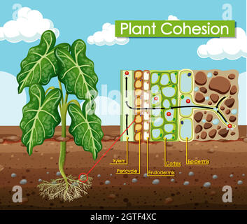 Schéma de la cohésion des plantes Illustration de Vecteur