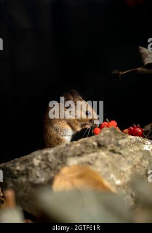 Souris à bois, Apodemus sylvaticus, à la recherche de nourriture, automne dans le Oxfordshire. Banque D'Images