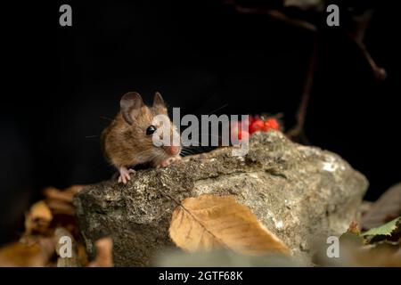 Souris à bois, Apodemus sylvaticus, à la recherche de nourriture, automne dans le Oxfordshire. Banque D'Images