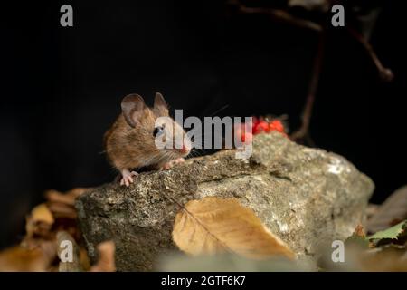 Souris à bois, Apodemus sylvaticus, à la recherche de nourriture, automne dans le Oxfordshire. Banque D'Images