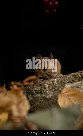 Souris à bois, Apodemus sylvaticus, à la recherche de nourriture, automne dans le Oxfordshire. Banque D'Images