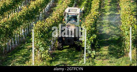 Hampshire, Angleterre, Royaume-Uni. 2021. Tracteur pulvérisant des vignes dans un vignoble du Hampshire au début de l'automne et avant la récolte Banque D'Images