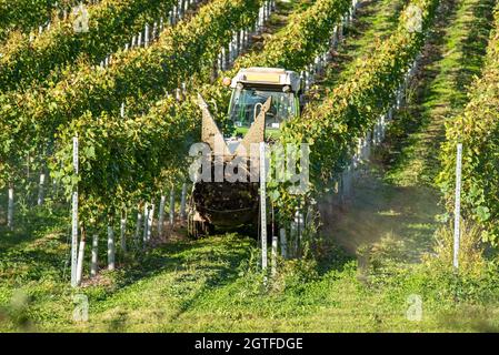 Hampshire, Angleterre, Royaume-Uni. 2021. Tracteur pulvérisant des vignes dans un vignoble du Hampshire au début de l'automne et avant la récolte Banque D'Images