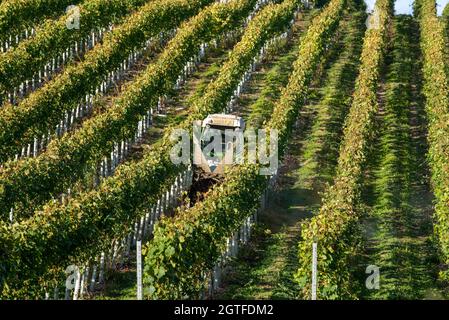 Hampshire, Angleterre, Royaume-Uni. 2021. Tracteur pulvérisant des vignes dans un vignoble du Hampshire au début de l'automne et avant la récolte Banque D'Images